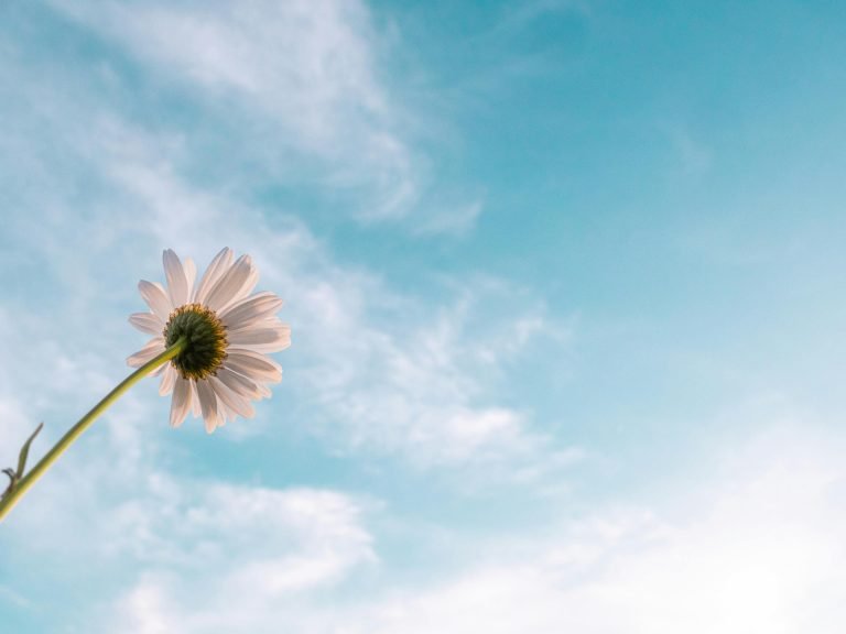 Sky Flower